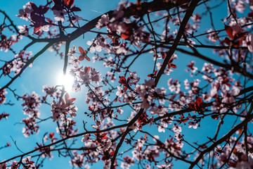 A walk in bloom (Montjuïc Barcelona)
