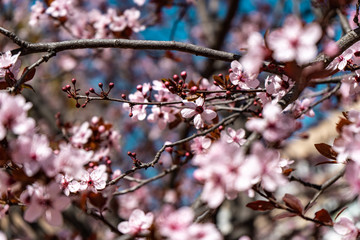 Obraz premium A walk in bloom (Montjuïc Barcelona)