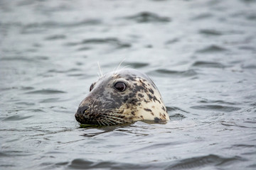 Fototapeta premium Grey Seal - (Halichoerus grypus) 
