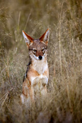 A Black-backed Jackal (Canis mesomelas) in the Savuti area of Botswana