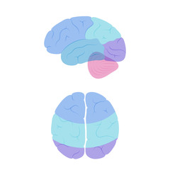 Vector illustration of human brain anatomy 