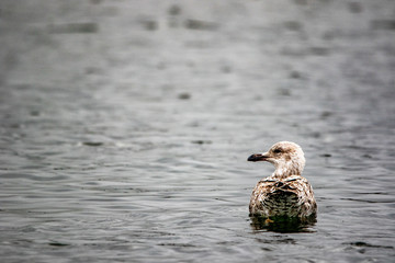 Herring Gull Swimming
