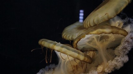 A shot of a group of mushroom corals, Scruposa fungus, in the Maldives. Underwater mushrooms. Sea life