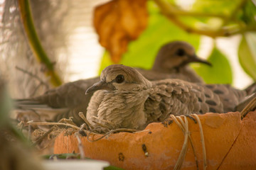 Two baby mourning doves sit in a terra cotta nest