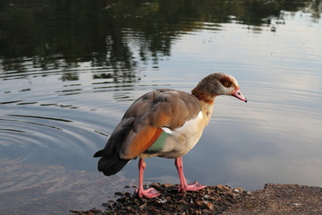 Colourful Water Birds Wading In Lake Water