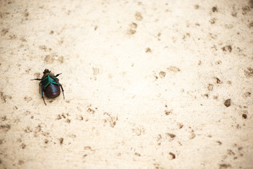 A dead Japanese beetle laying on its back on the pavement
