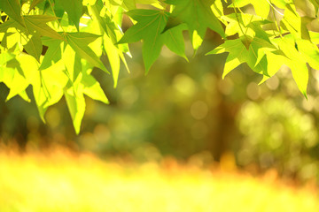 Obraz premium Green background from leaves and maple tree i