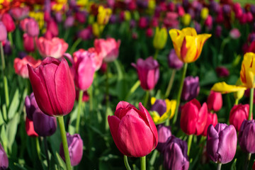 Colorful tulips in the flower garden. Flowers multicolored tulips flowering on public park