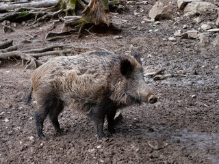 Wildschwein