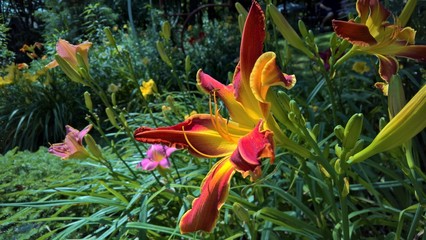 Red Daylily in a Garden