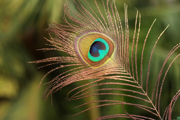 Peacock Feather Images