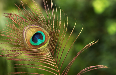 Peacock Feather Images