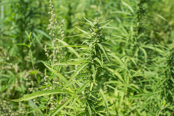 Sunny day on the industrial hemp field