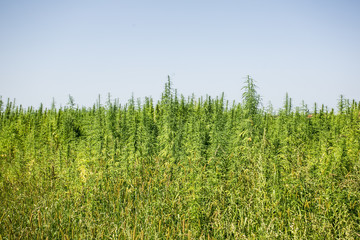 Sunny day on the industrial hemp field