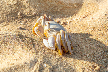 Small crab on sandy beach.
