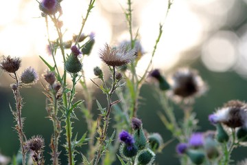 The Thistle plant close-up