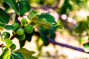 Bookeh of some figs in sunshine