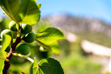 Some figs in sunshine with a view of the wall