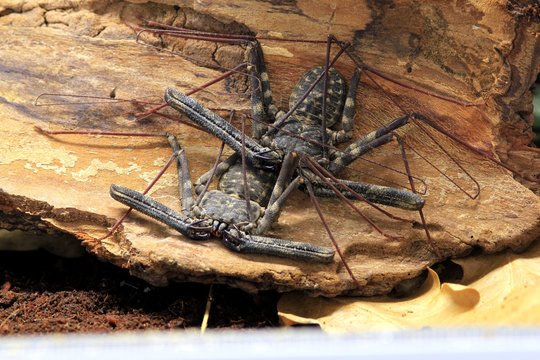 Gluconase spider, Damon medius closeup