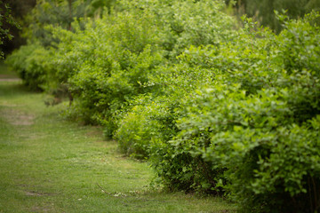Green natural fence along the walkway in the park. landscape design, paving slabs, bushes. Summer Spring. Copy space.