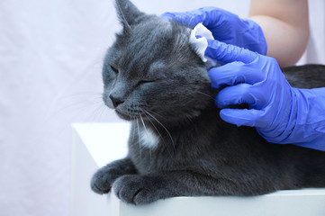 A veterinarian in gloves is cleaning the ears of a gray cat. Close-up.