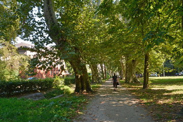 platanenallee in  bad-weilbach