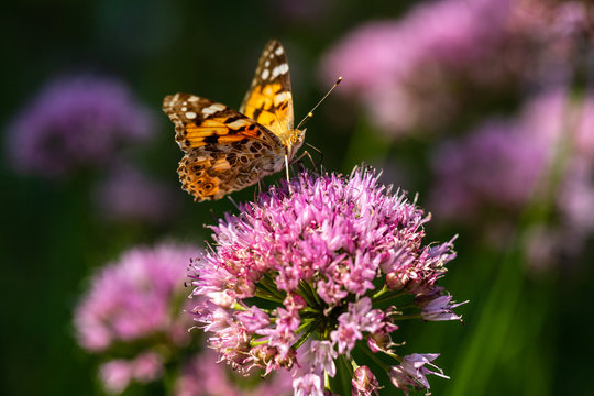 Portrait of painted lady butterfly on the pink flower in the summer garden