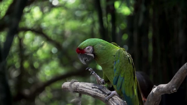 trainers with a guacamaya in bioparque