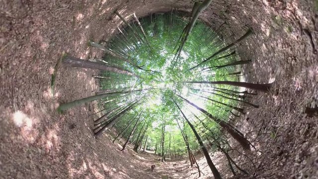 VR360, Brauner Labrador beim Waldspaziergang, Kugelpanorama, 360 VR, Little planet effekt