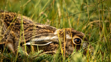 Hare in the grass