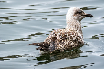 European Herring Gull - Seagull 