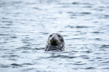 Fototapeta premium Grey Seal - (Halichoerus grypus) 