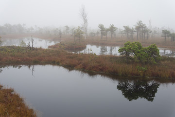 Swamp trail. Summer sunny Day. Kemeri National Park Nature Trail.