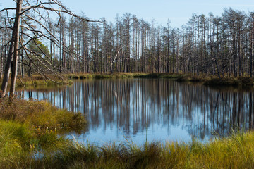 Swamp trail. Summer sunny Day. Kemeri National Park Nature Trail.