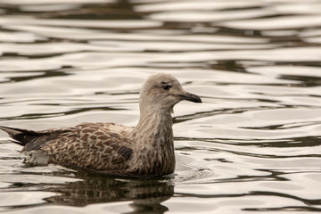 Herring Gull Swimming