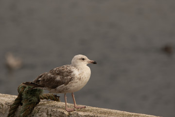 European Herring Gull - Seagull 
