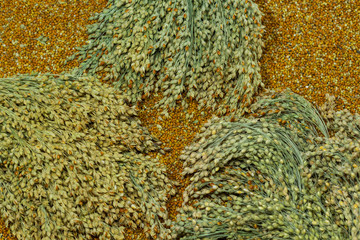 Sprigs of red millet and grain millet close-up.