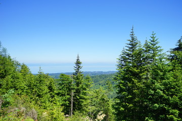 Beautiful mountains in Olympic National Park in summer in Washington, near Seattle