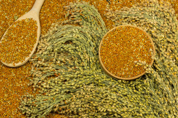 Sprigs of red millet. Grains of millet in a wooden spoon and box, close-up.