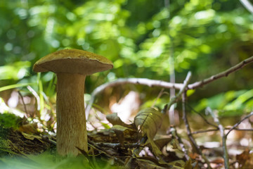 boletus mushroom grows in forest