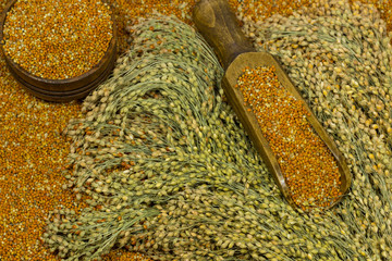 Sprigs of red millet. Grains of millet in a wooden spoon and box, close-up.