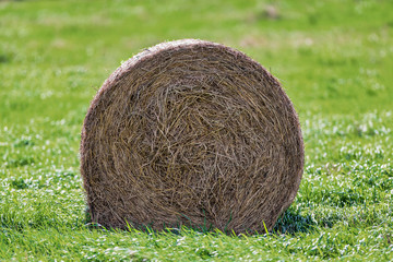 Hay bales on a green cropfield during a late summer day