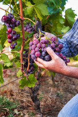 Caucasian winegrower working in an organic vineyard, harvesting a bunch of ripe grapes with professional scissors. Traditional agriculture. Sardinia.