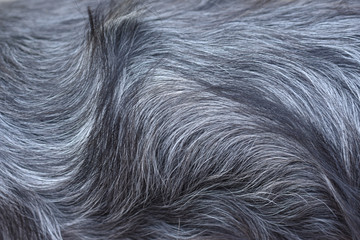 dog hair close-up, gray wool