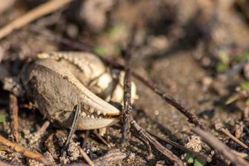 Arm-Skelett einer Wollkrabbe am Strand und Ufer eines Flusses in der Nähe des Meeres zeigt die...
