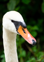 White swan head in detail with big beak and long neck