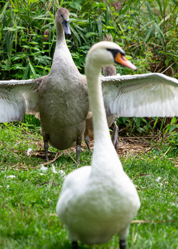 Two swans one is standing second one winds wings in blurry background