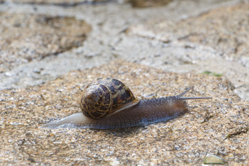 Snail walking on a wall made in stones