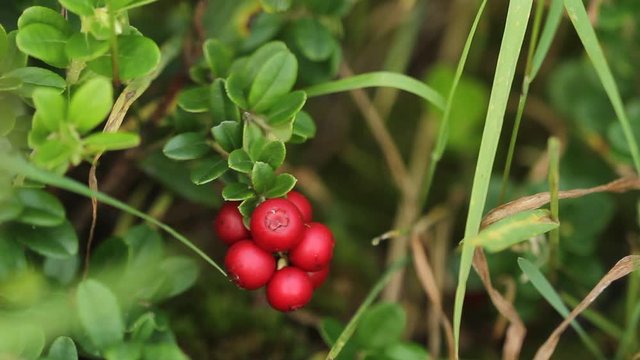 Cowberry. Bushes of ripe forest berries