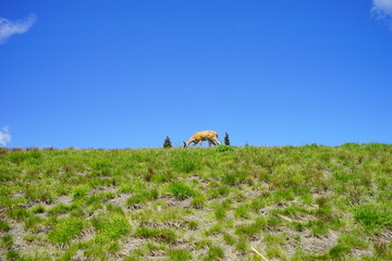 Beautiful  mountains in Olympic National Park in summer in Washington, near Seattle	
